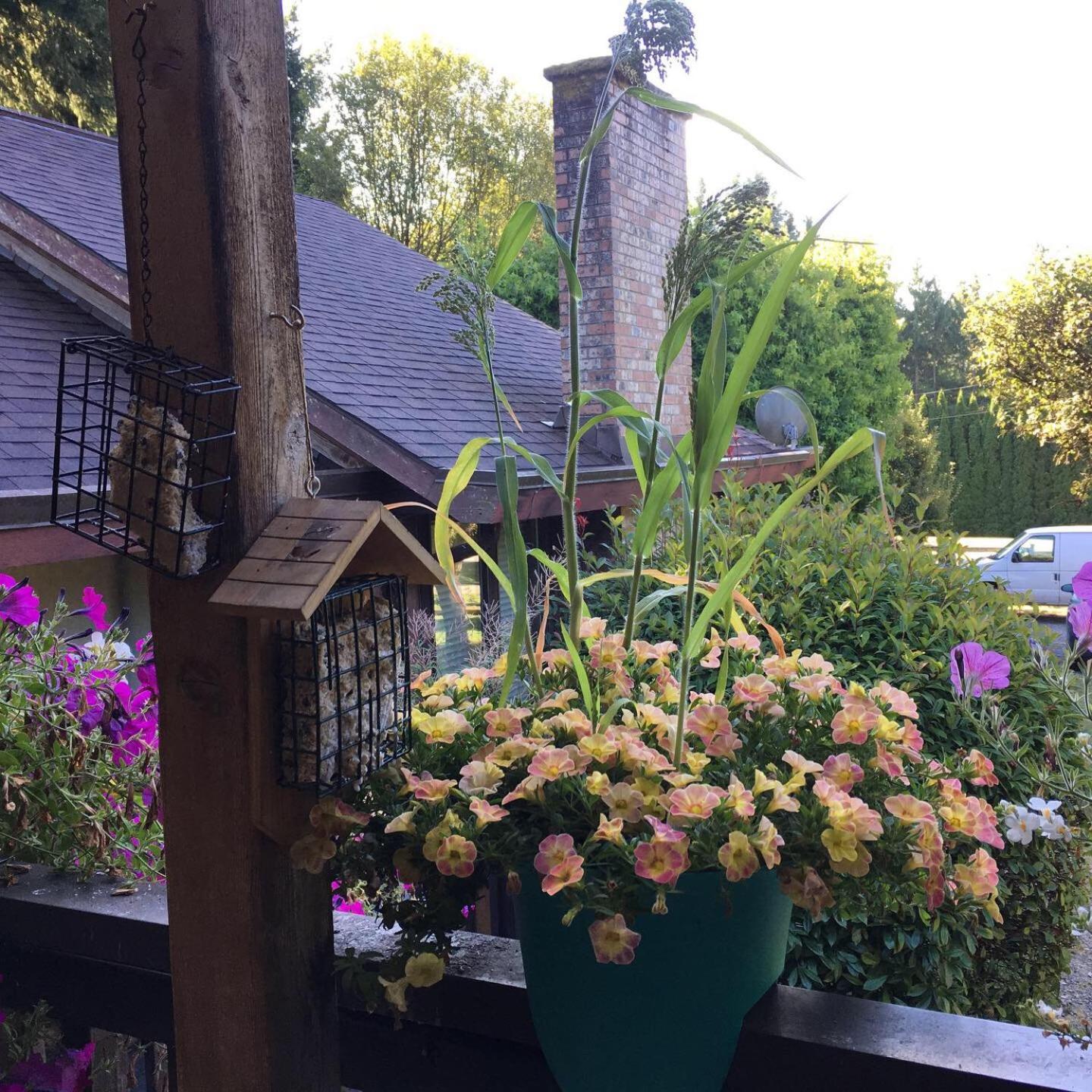科尔斯湾度假屋 North Saanich 外观 照片